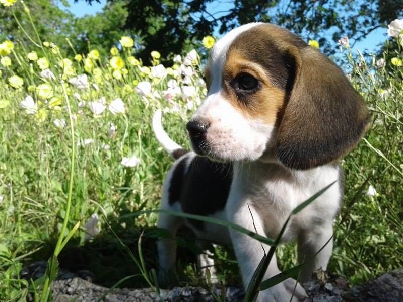 Tiny beagle hotsell puppies for sale